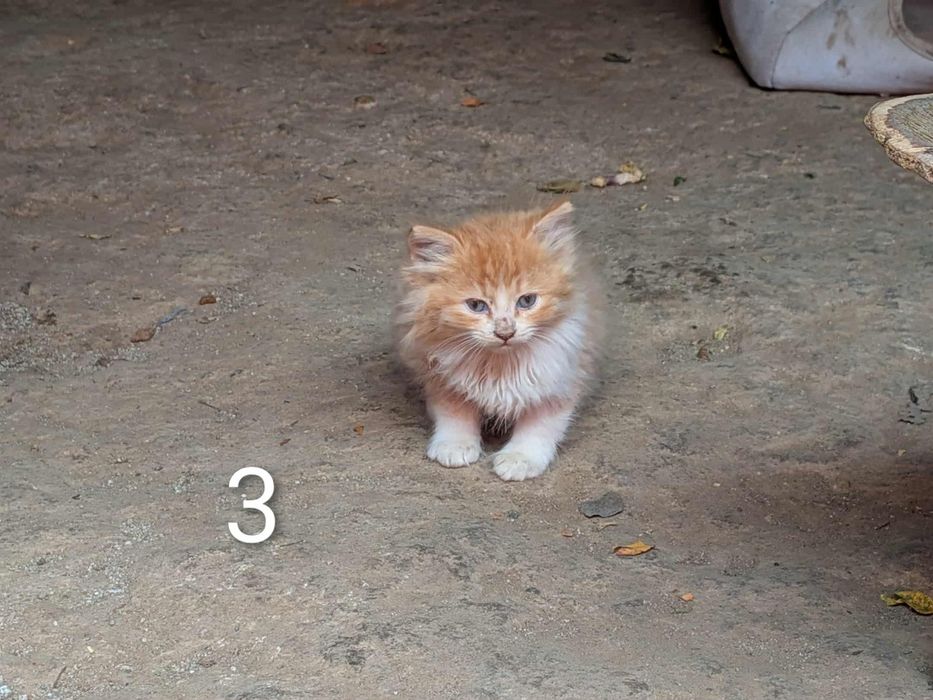 5 малки котета си търсят дом