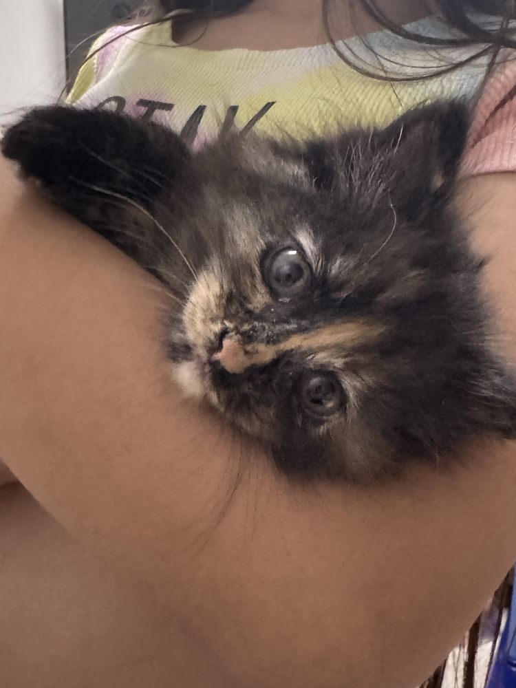 Отдам котенка в добрые руки
