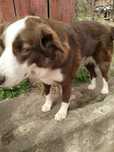 Dau spre adopție câini mari