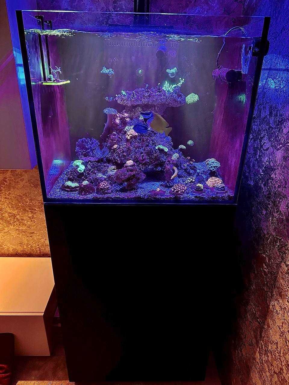 Morskoy akvarium sotiladi | dengiz akvariumi