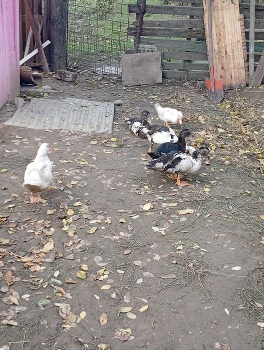 Rațe leșești tineret