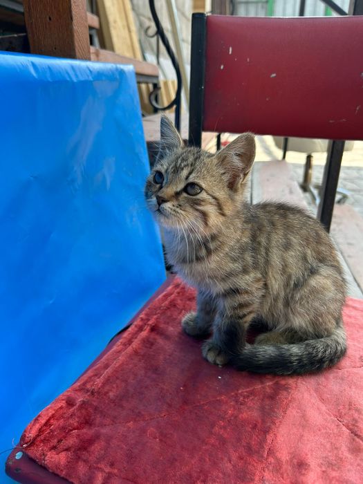 Отдам котят в хорошие руки