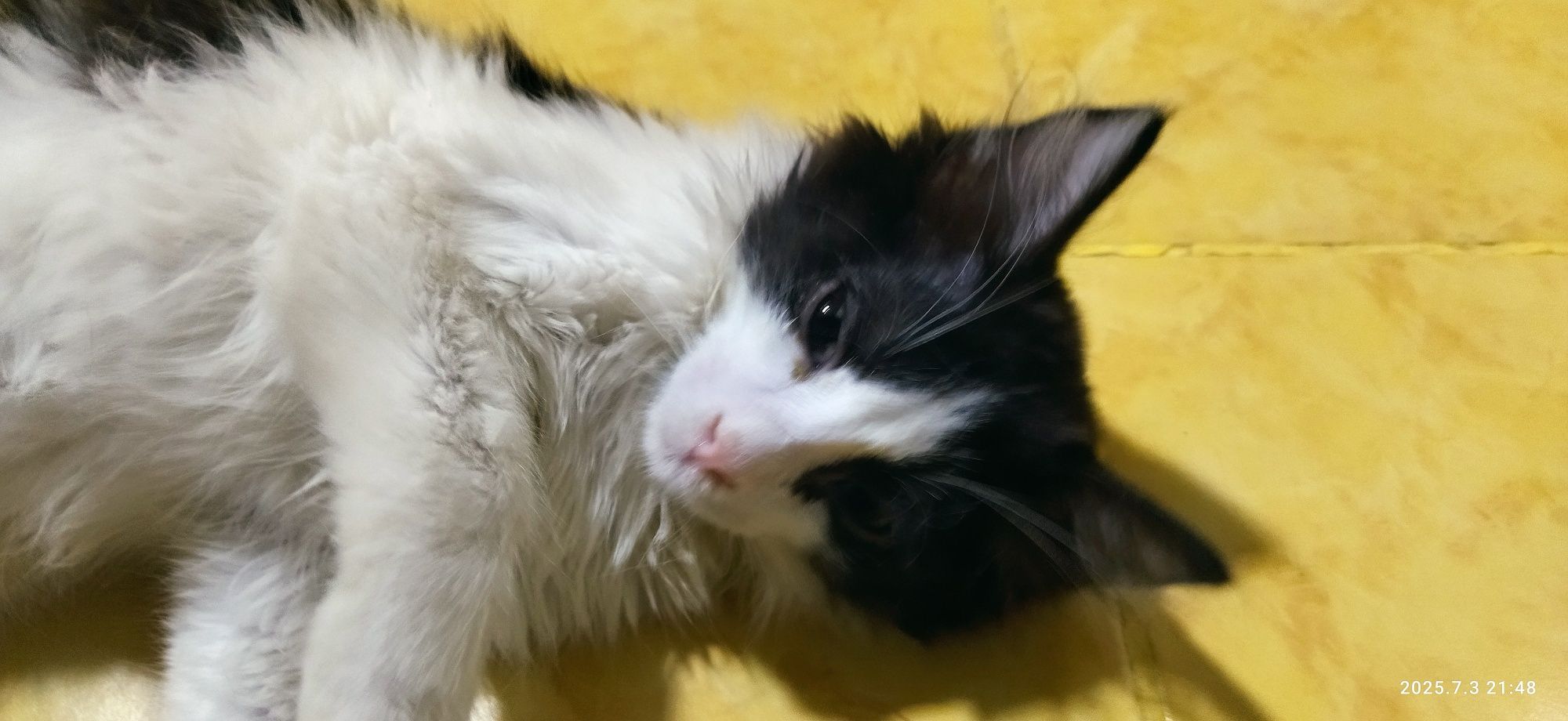 Отдам в добрые руки котёнка