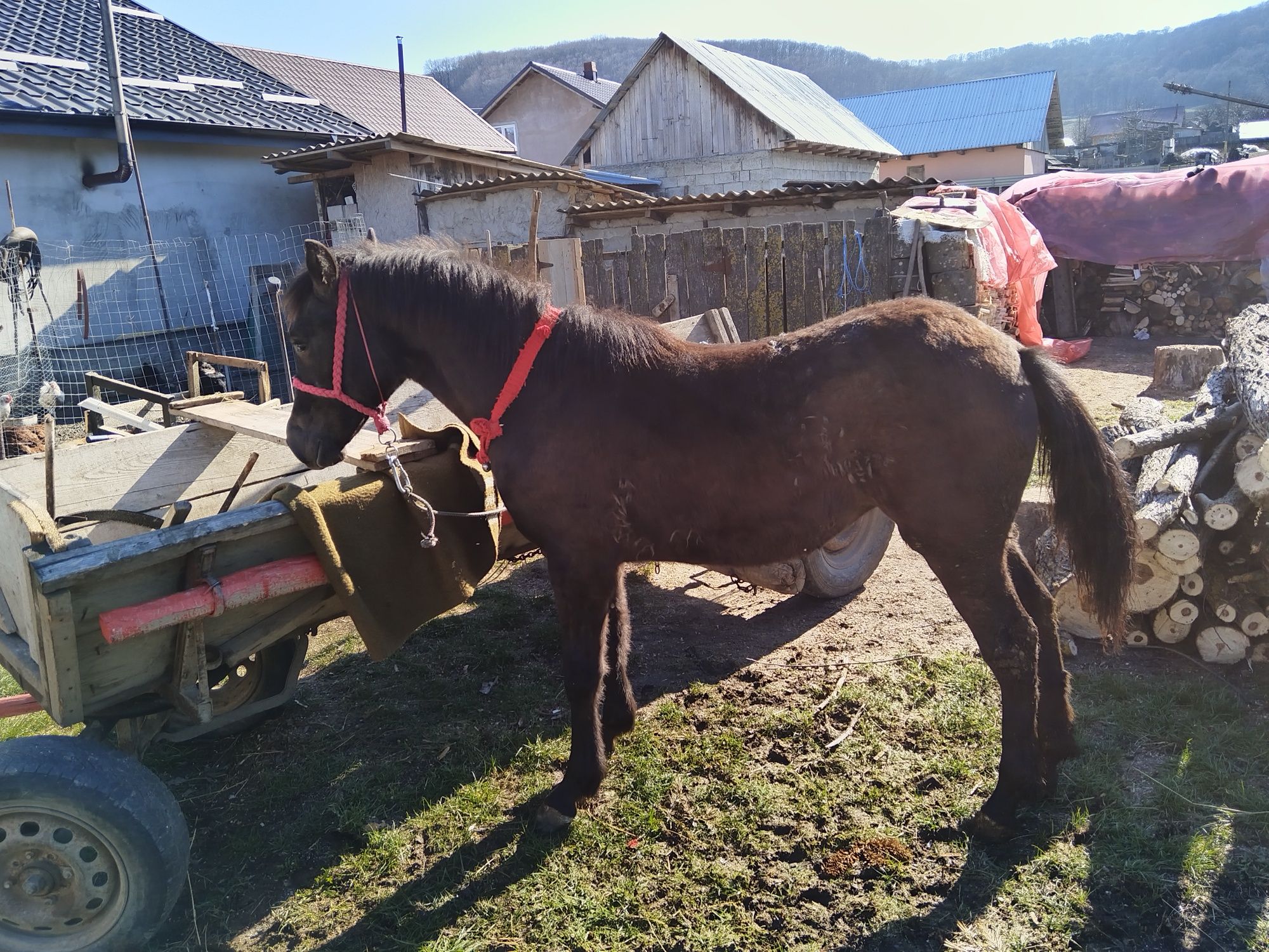 Vând manză de 8 luni