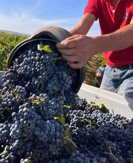 Vând struguri de vin