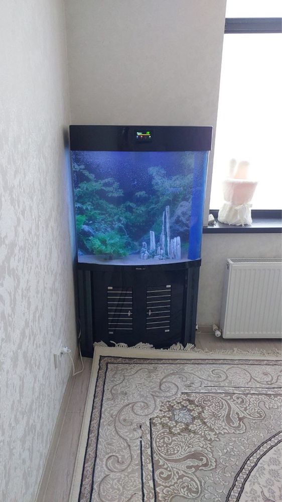Professionall akvarium tozalash xizmati