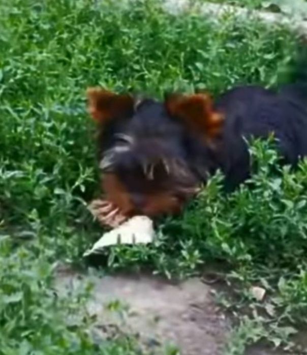 Продаются шеночки йорка