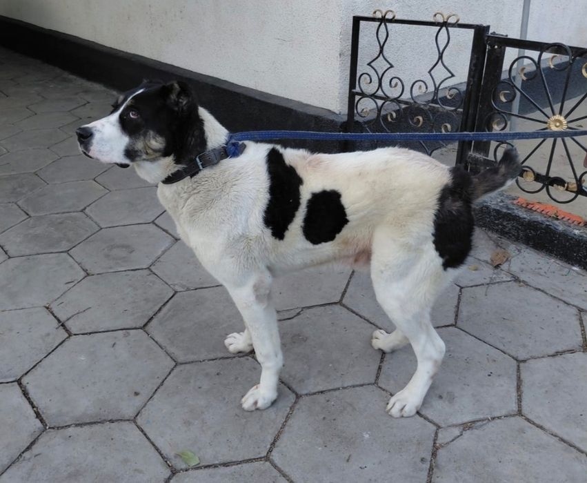 Продаётся кобель