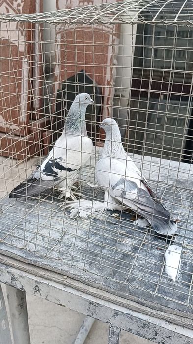 Голуби касанка и такла