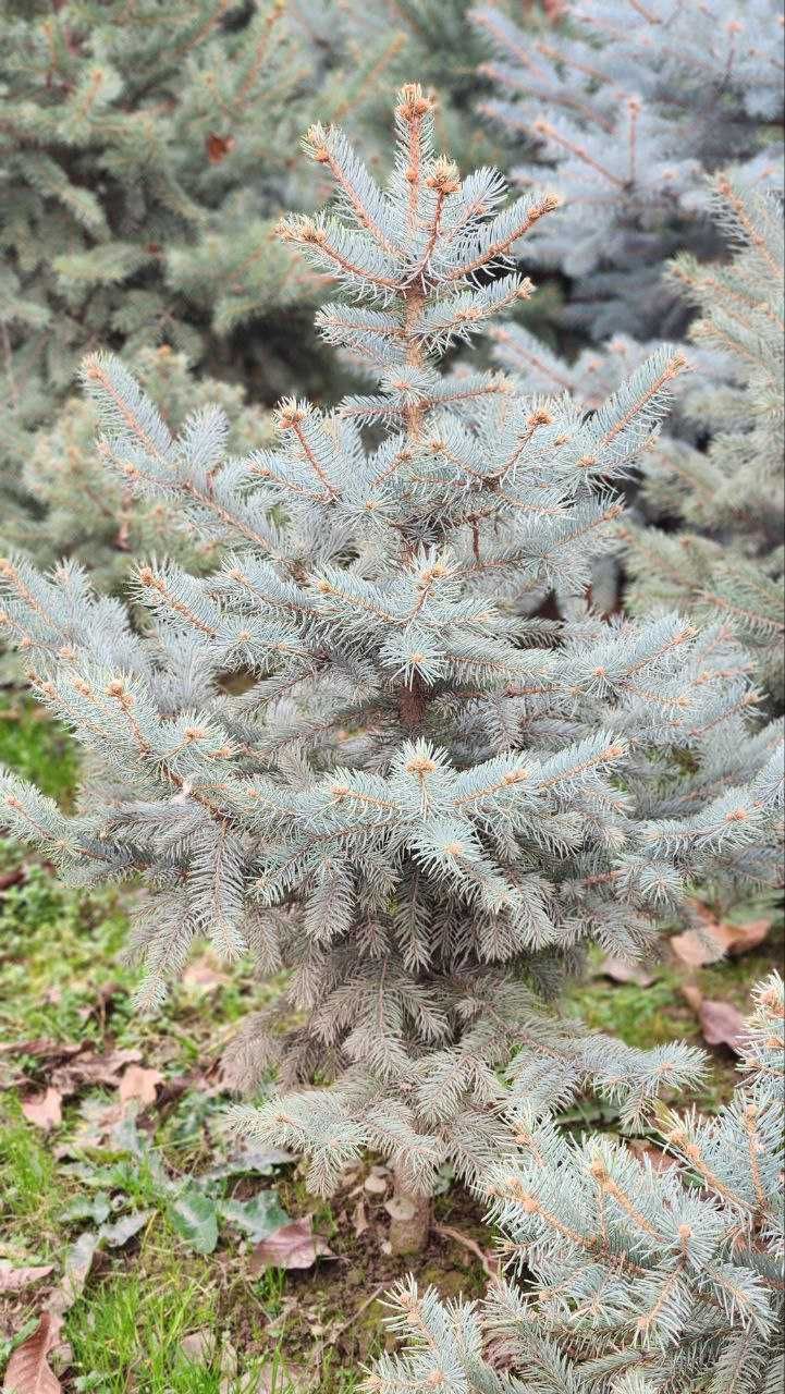 Голубая ель премиум! Goluboy el premium! Colorado blue spruce