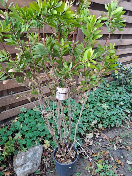 Калистемон 100 см височина