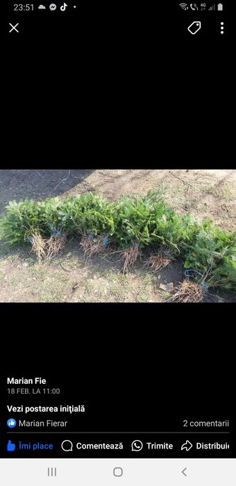 puieți.  brad molid fag carpân mesteacăn