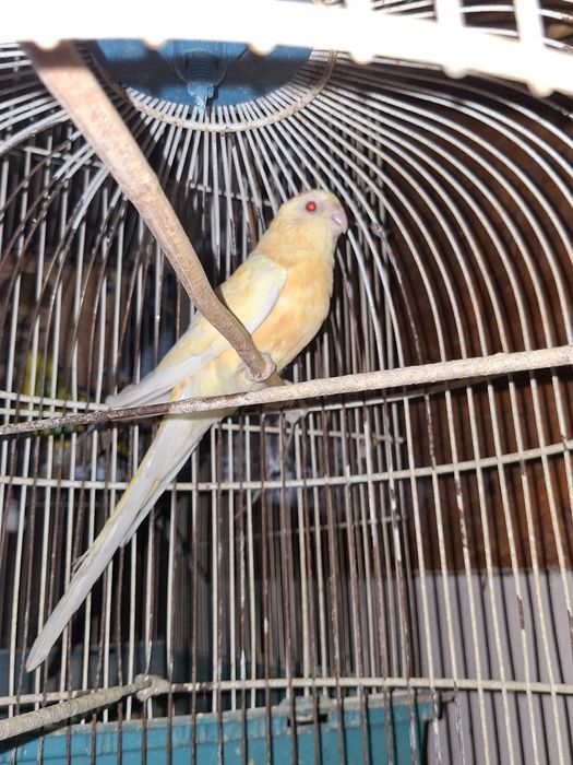 De vânzare papagali cantatori