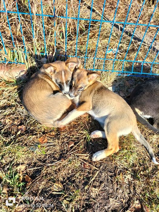 Отдам щеночков маленькой породы