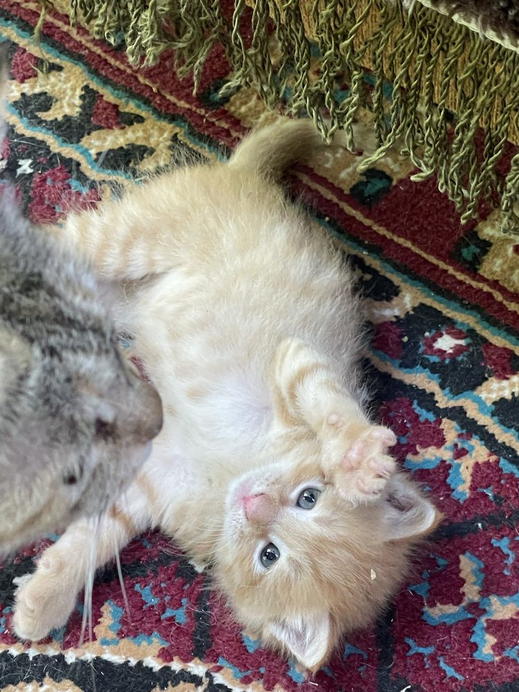 Отдам котят даром!!