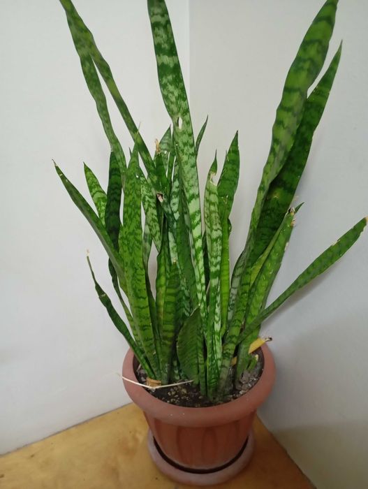 Сансевиерия (щучий хвост)