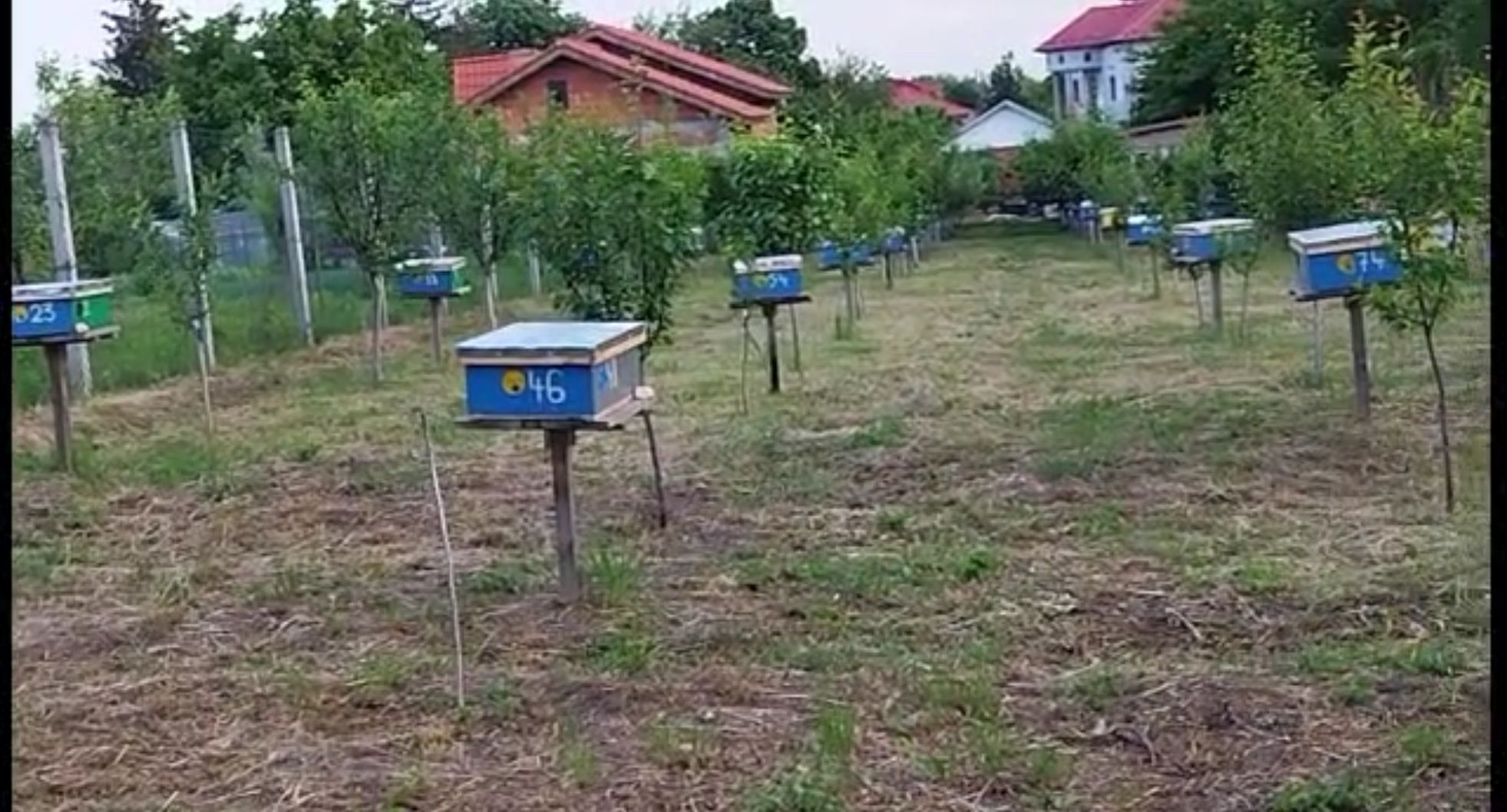 Stupina de Multiplicare Matci Carpatine-2025-( se poate elibera și fac