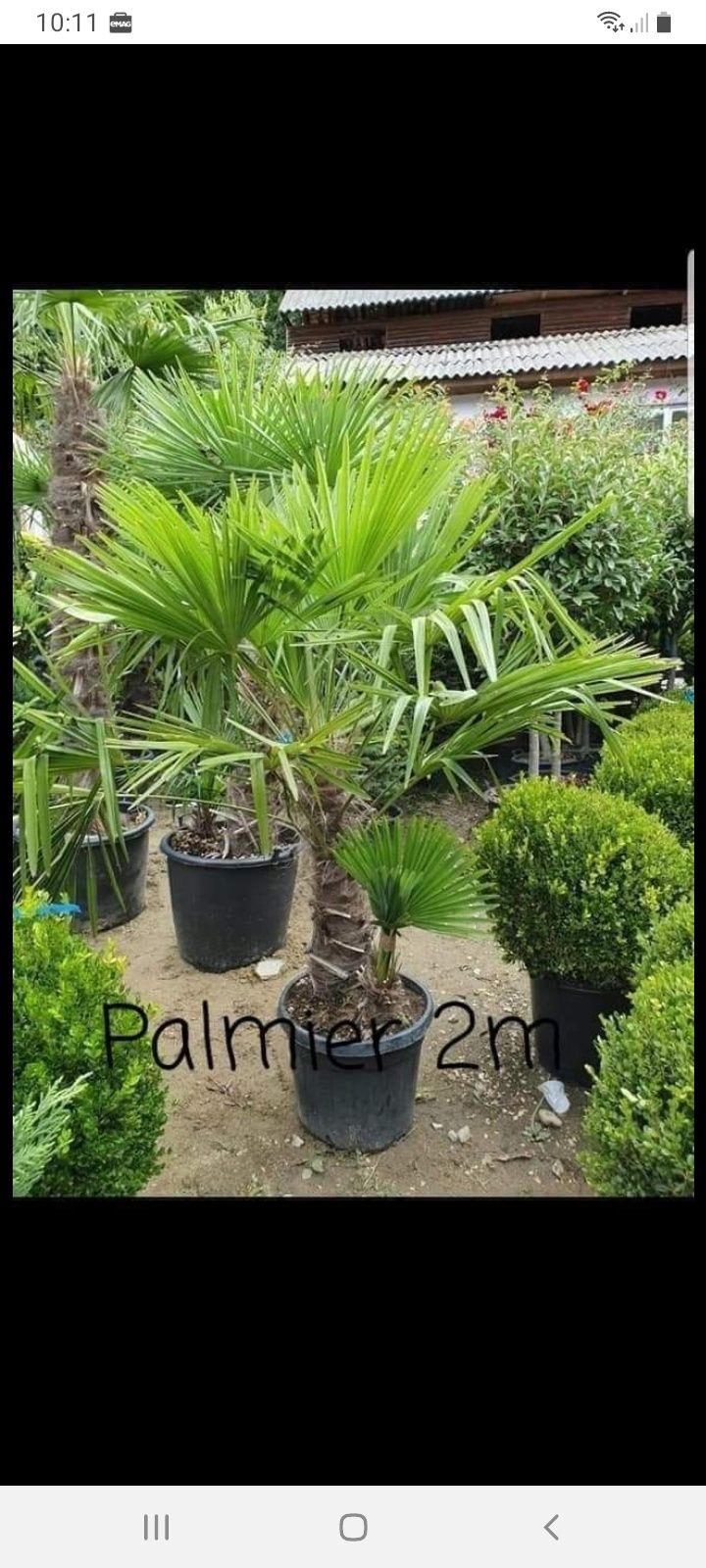 Plante ornamentale pt o gradina de vis