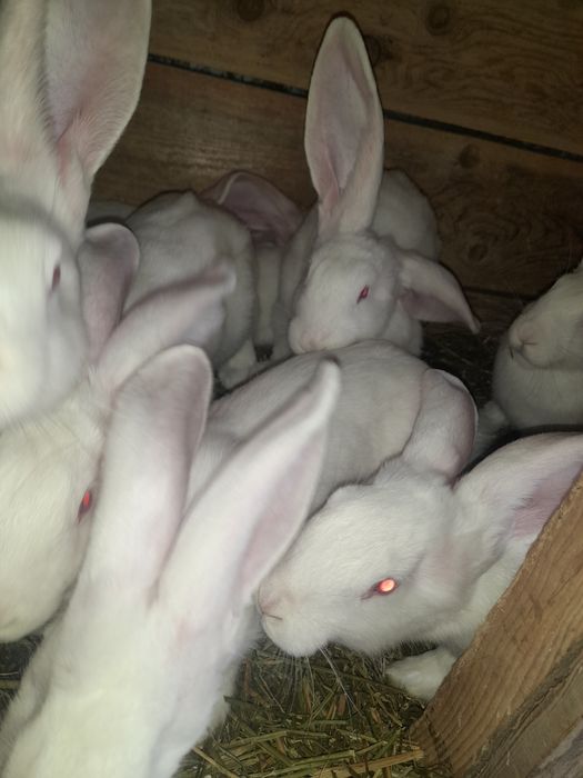 Vând iepuri 150 de ron perechea negociabil