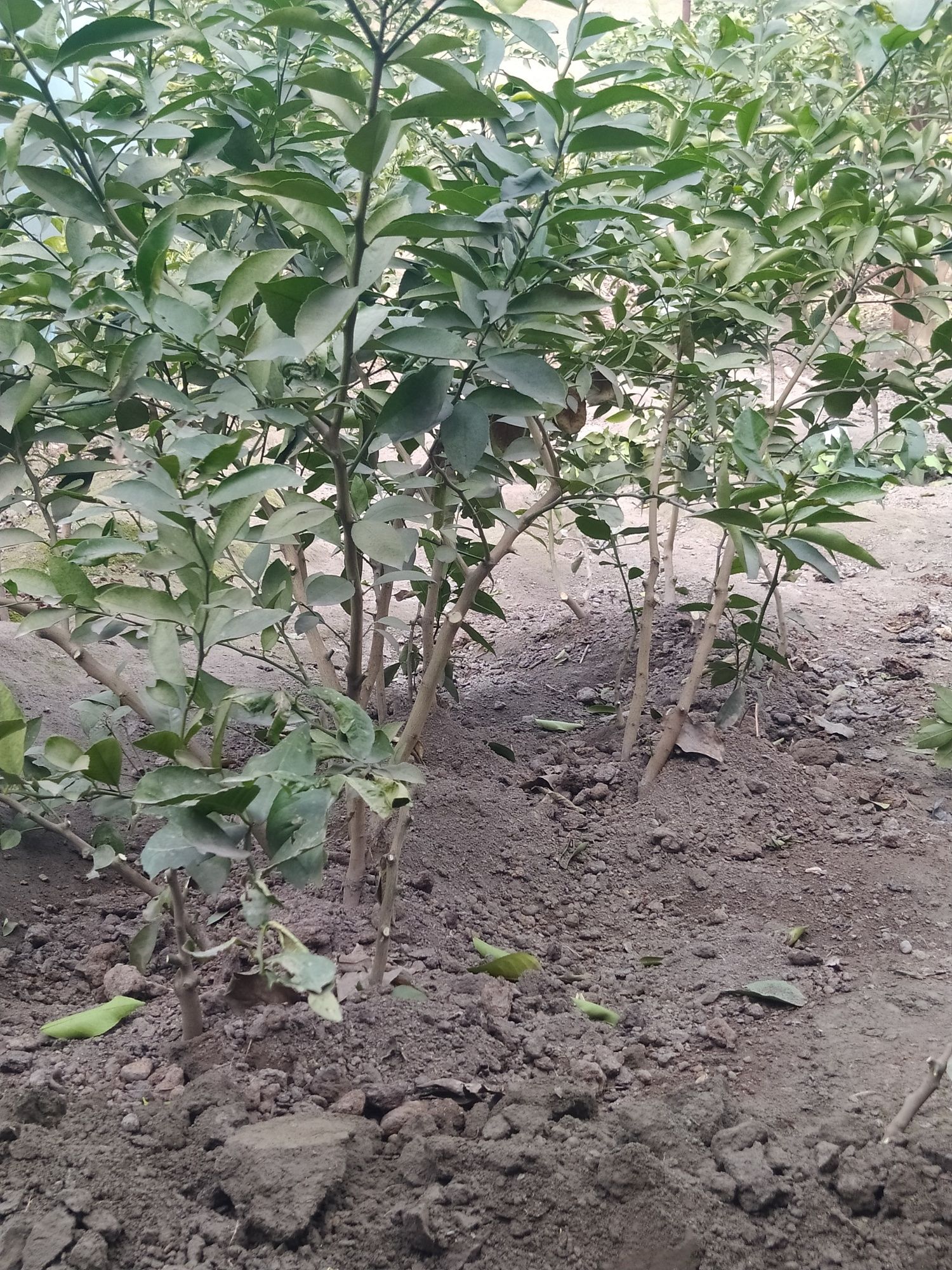 Limon ko'chatlari ishonchli