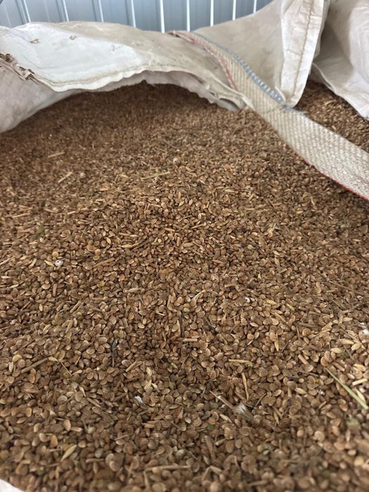 Vand samanta de sparceta si orz