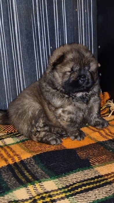 Елитно червено момченце ЧАУ ЧАУ с международно родословие