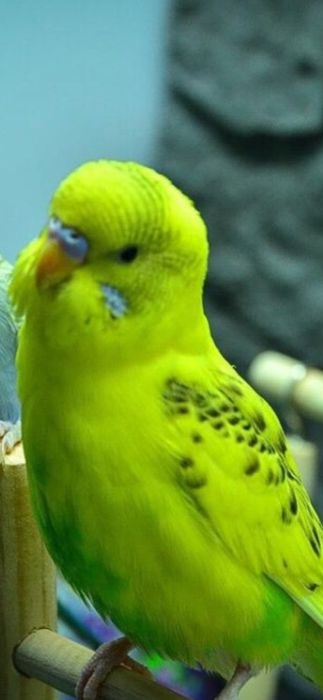 Попугай домашний