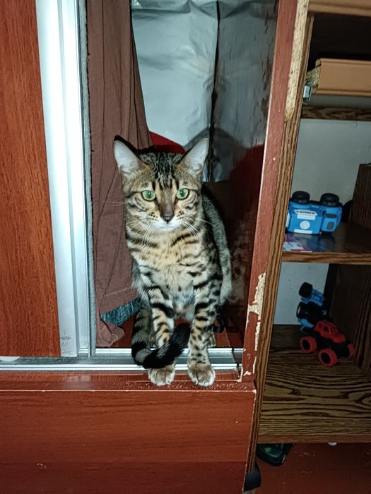 Продается кошка Бенгальская