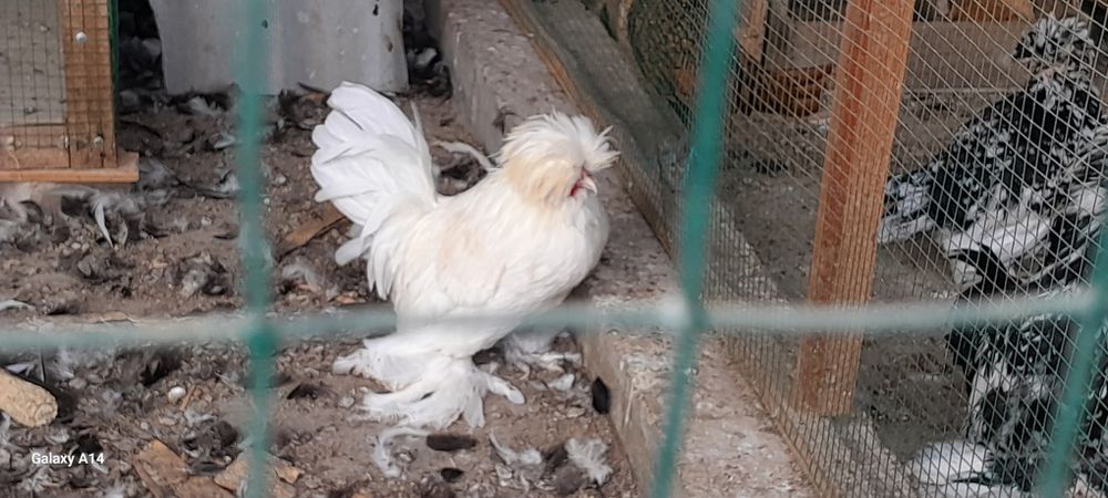 Корейский парода
