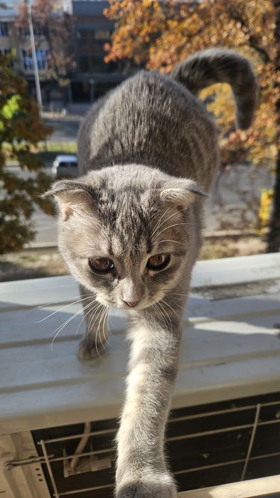 Skottish fold. Mushuk qiz bola 6 oylik. Sogʻlom 100%