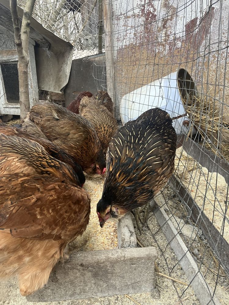 Oua gaini rasa Marans Araucana si La Bresse brese