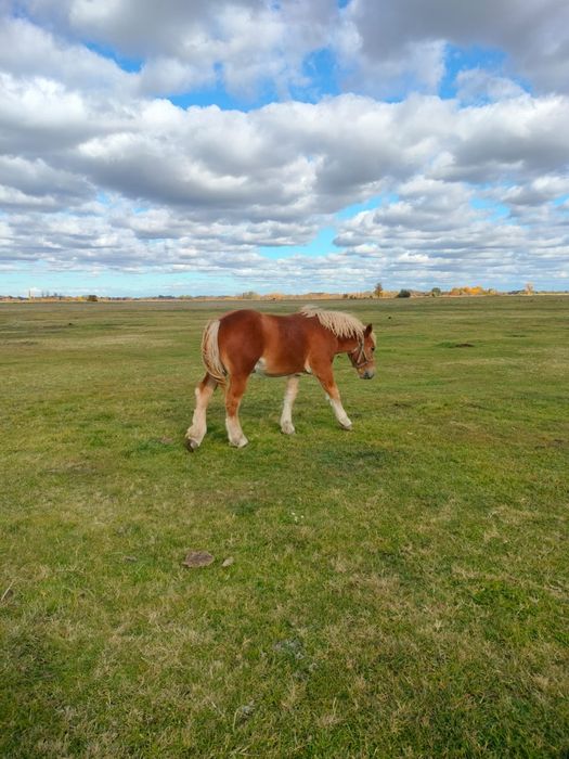 Vând mânz din părinți negri