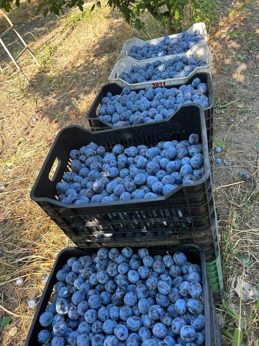 Vand prune pentru rachiu