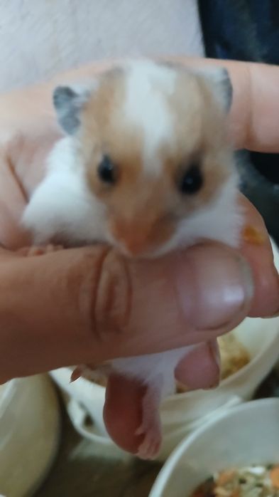 Сирийские грызуны