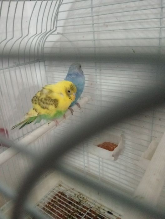 Птицы в месте домиком