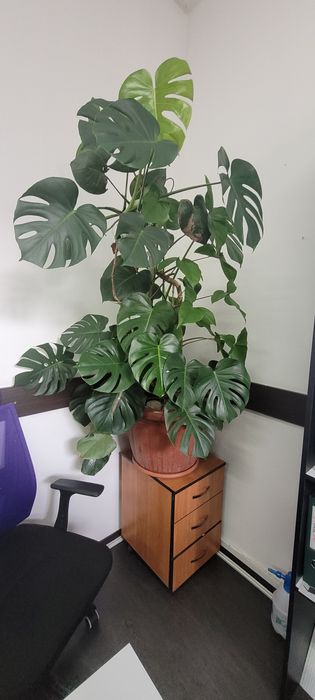 Монстера 170 см высота