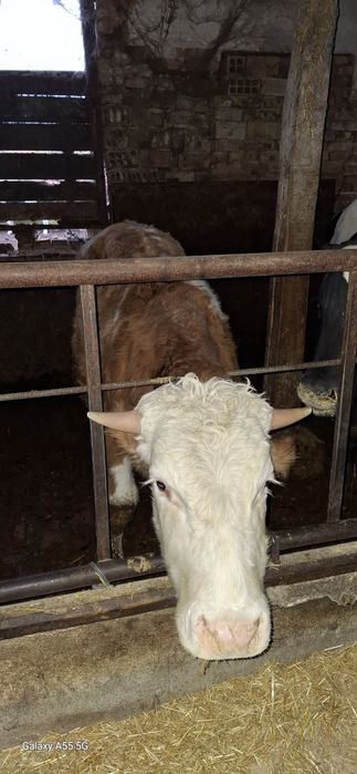 Свободни мъжки телета юници и ялови крави