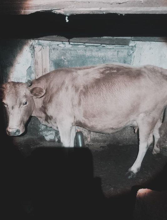 Сиыр обмен қойға 7 бас қой