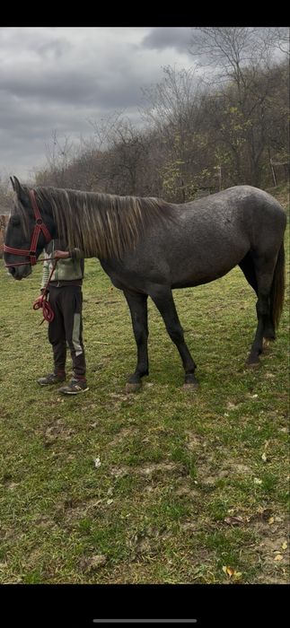 De vanzare manz de 3 ani lipitan 1.70 inl invatat calarie&utilaje