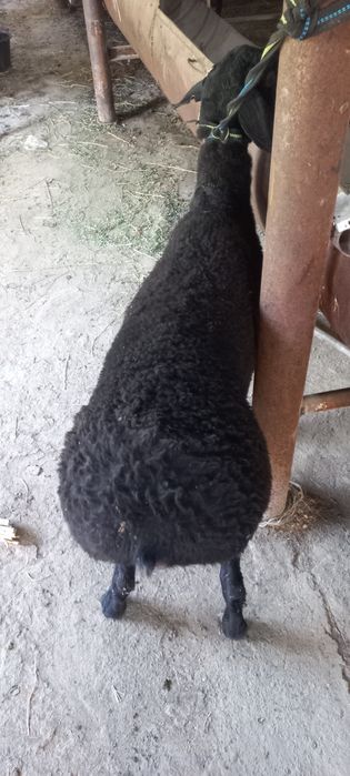 Кучкорлар сотилади