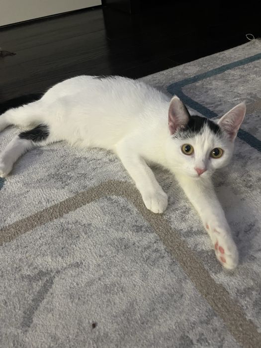 Отдам котенка в добрые руки