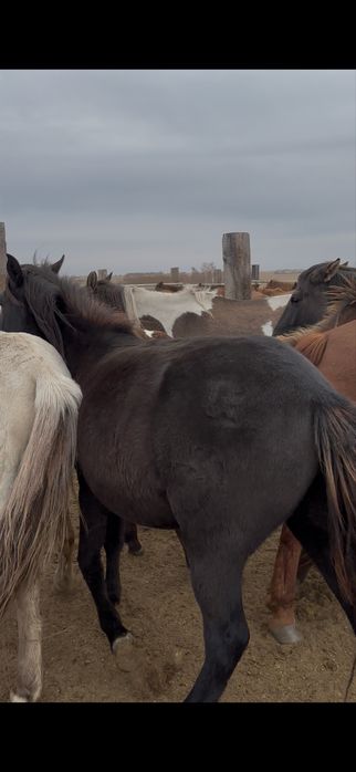 Согым с табуна и откорм