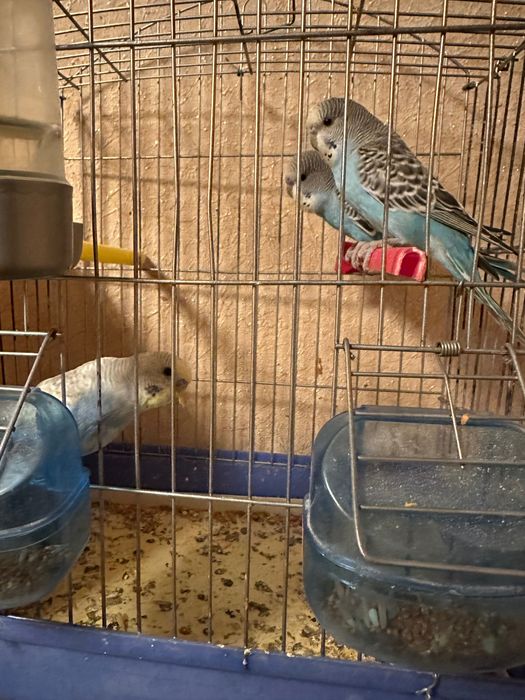 Volnistiy popugayla sotiladi