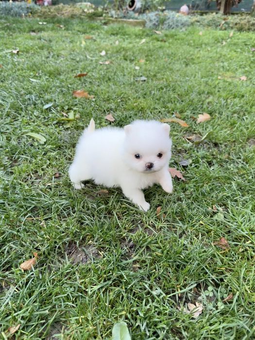 Померан мини момиче. Померанче