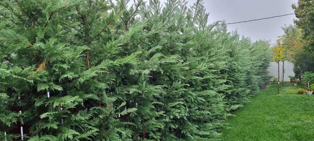 Leylandii, Arizonica, Goldcrest gard viu la ghiveci