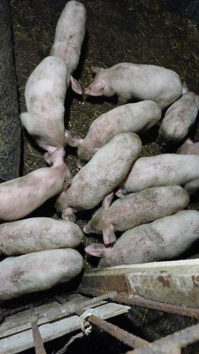 Продам поросят. Возраст 1 месяц 10 дней.