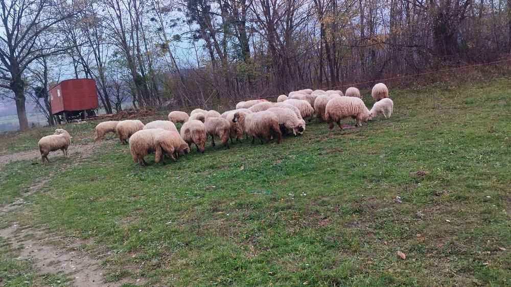 Mioare și stramioare