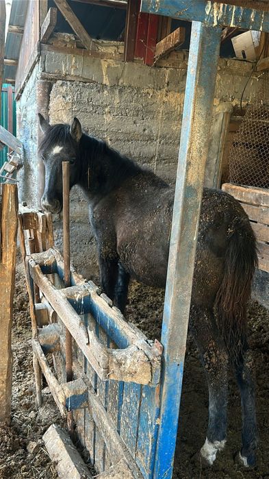 Ұрғашы жабағы сатылады