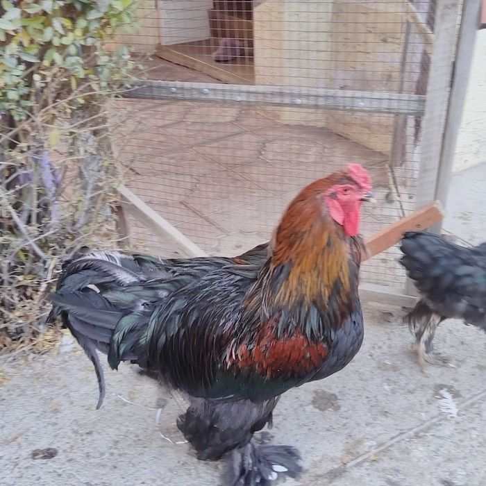 Продам петуха чистого брама молодой активный петух