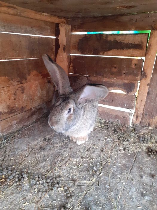 Мъжки млади зайци